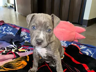 American Bully dogs Sosa - Ad 18