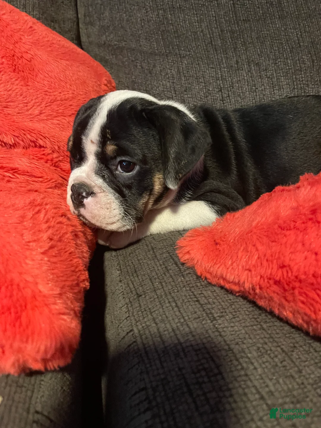 English Bulldog dogs for sale: English Bulldog 1 - Ad 2