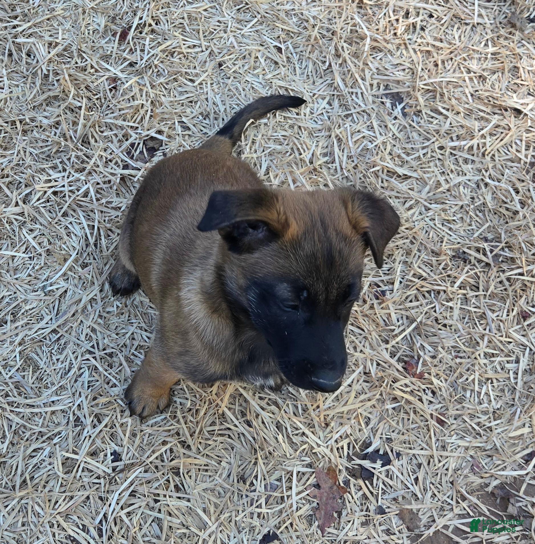 Belgian Malinois dogs for sale: Belgian Malinois 6 - Ad 1