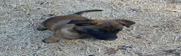 Belgian Malinois dogs for sale: Belgian Malinois 6 - Ad 1