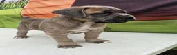Cane Corso dogs for sale: COCO - Ad 4