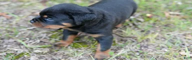 Rottweiler 3