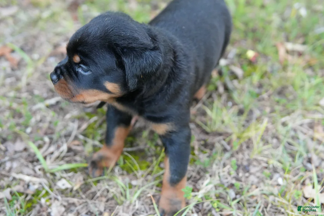 Rottweiler dogs for sale: Rottweiler 3 - Ad 1