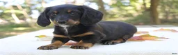 Miniature Dachshund dogs for sale: Sophie - Ad 7