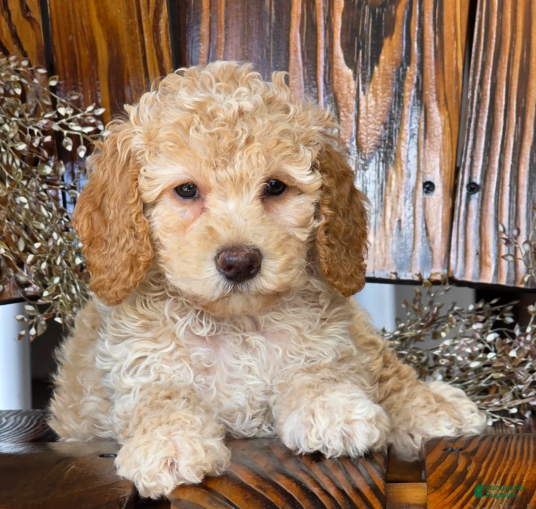 Cockapoo dogs for sale: Holly - Ad 1