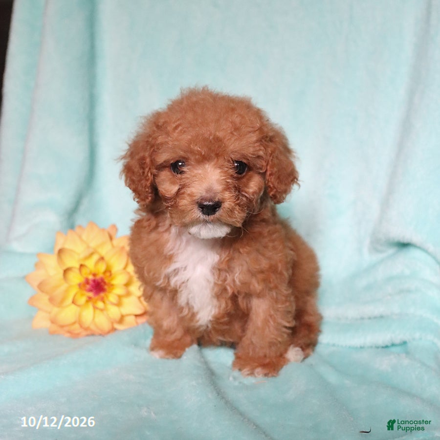 Mixed Breed dogs for sale: Pickles - Ad 2