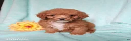 Mixed Breed dogs for sale: Pickles - Ad 5