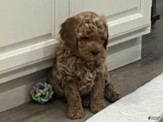 Mini Goldendoodle dogs Marlow - Ad 30