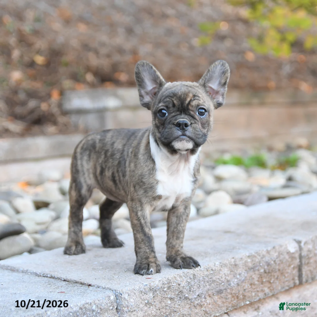 Frenchton dogs for sale: Julie  - Ad 3