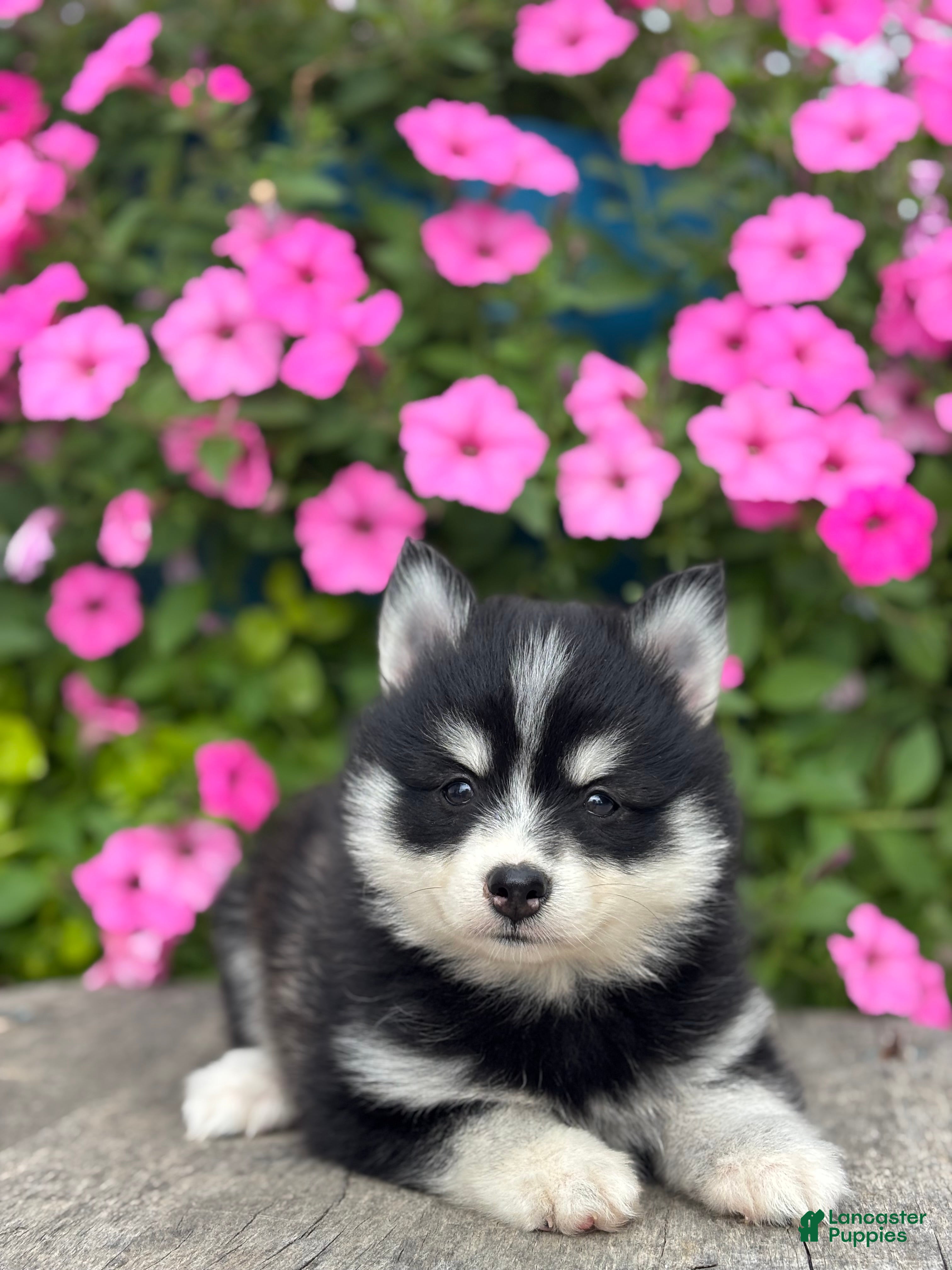 Pomsky dogs Tina - Ad 2