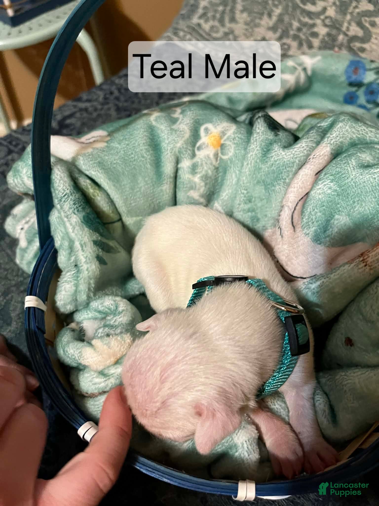 Boxer dogs Teal Male  - Ad 6