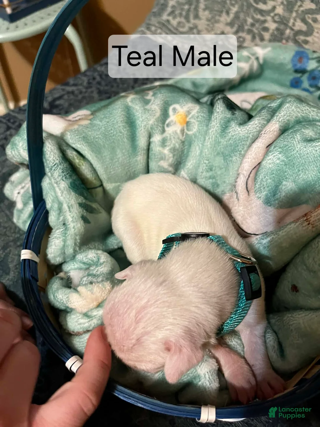 Boxer dogs for sale: Teal Male  - Ad 1