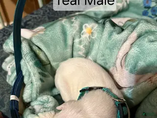 Boxer dogs Teal Male - Ad 10