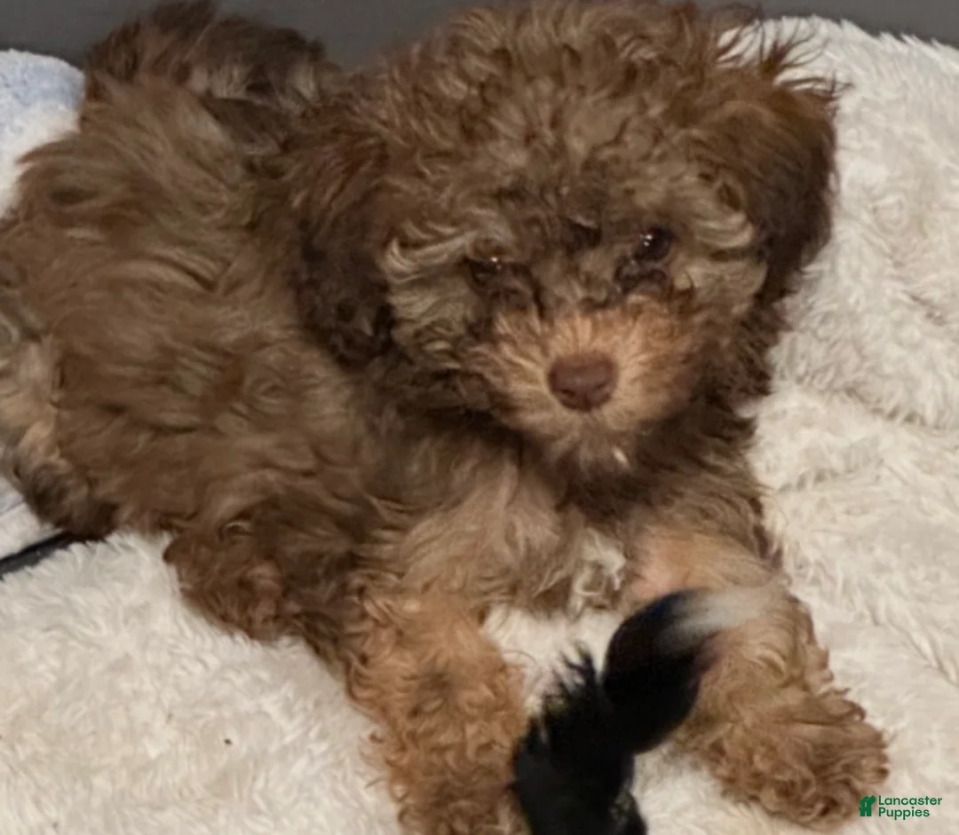 Havapoo dogs for sale: Buttercup - Ad 1