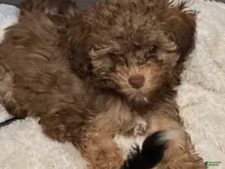 Havapoo dogs Buttercup - Ad 18