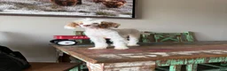 Miniature Poodle dogs for sale: Akc 🧬 Tested Clear Atat Kyky S/S bb  - Ad 14