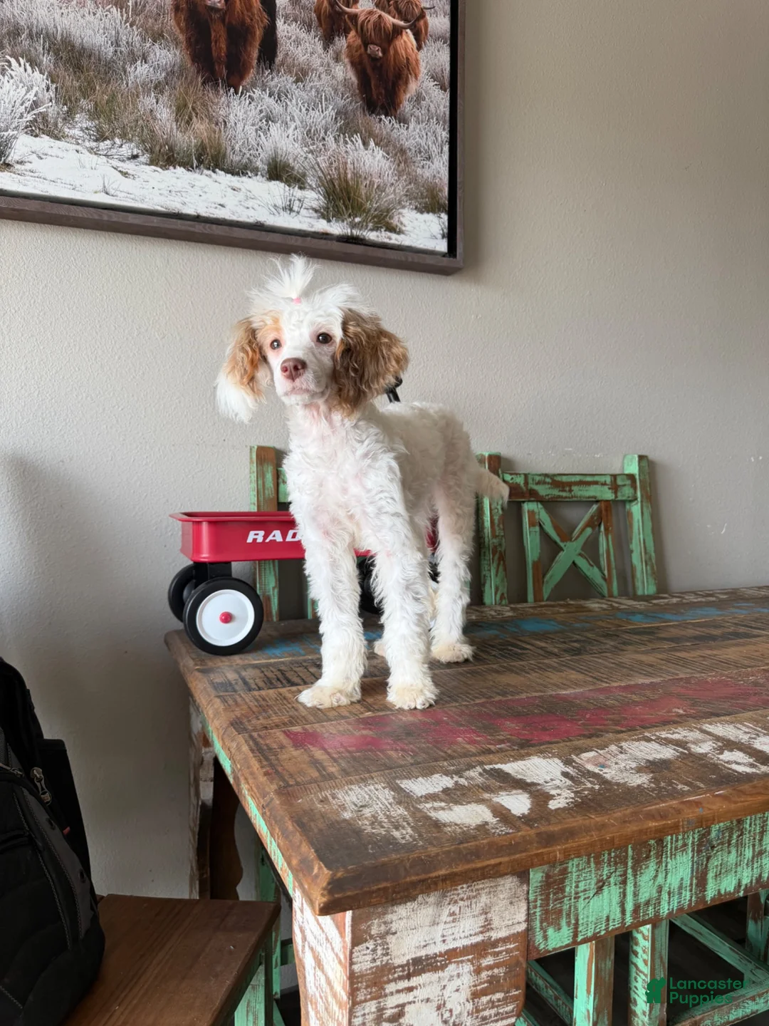Miniature Poodle dogs for sale: Akc 🧬 Tested Clear Atat Kyky S/S bb  - Ad 14