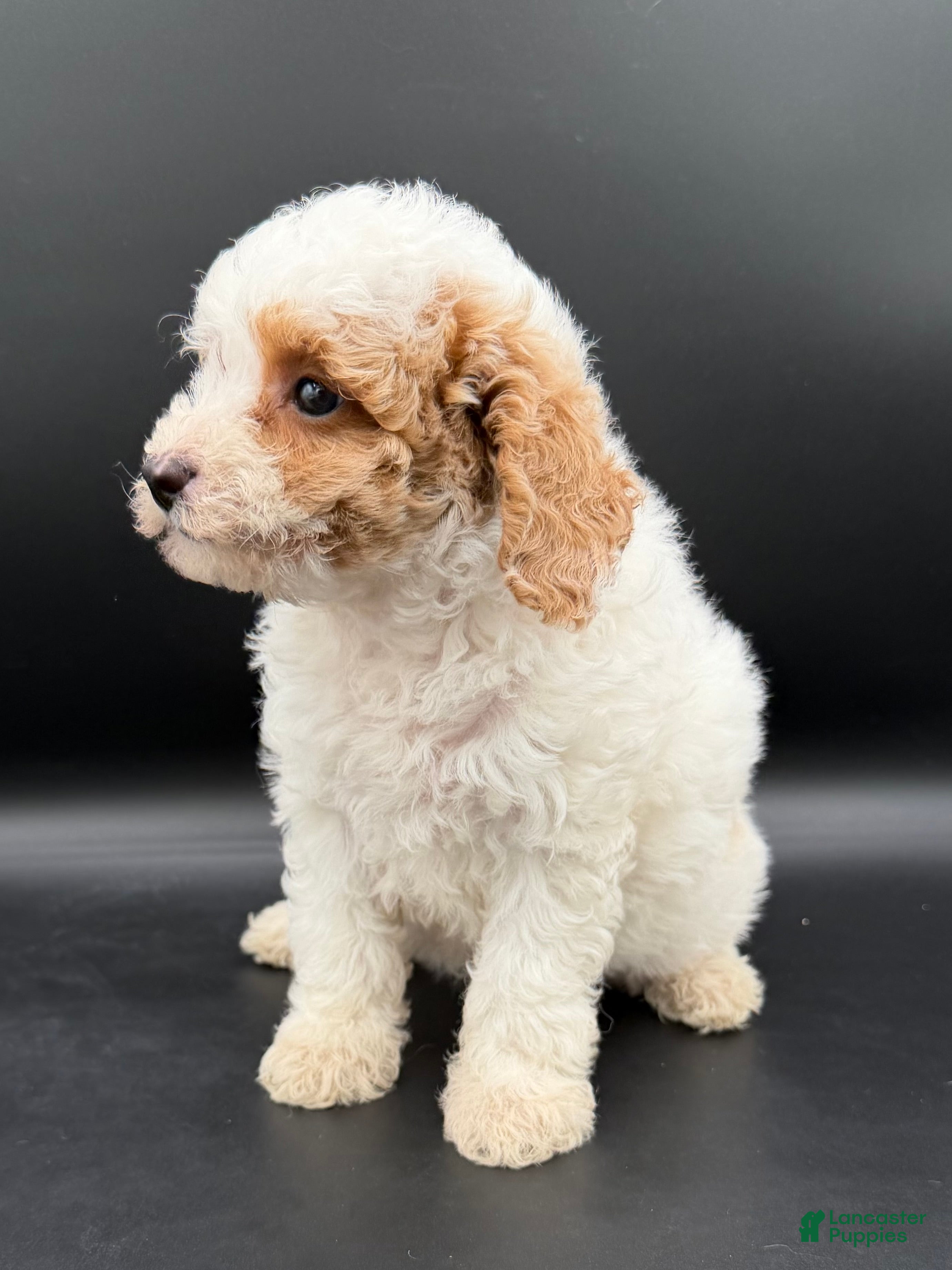Mini Goldendoodle dogs for sale: river - Ad 2