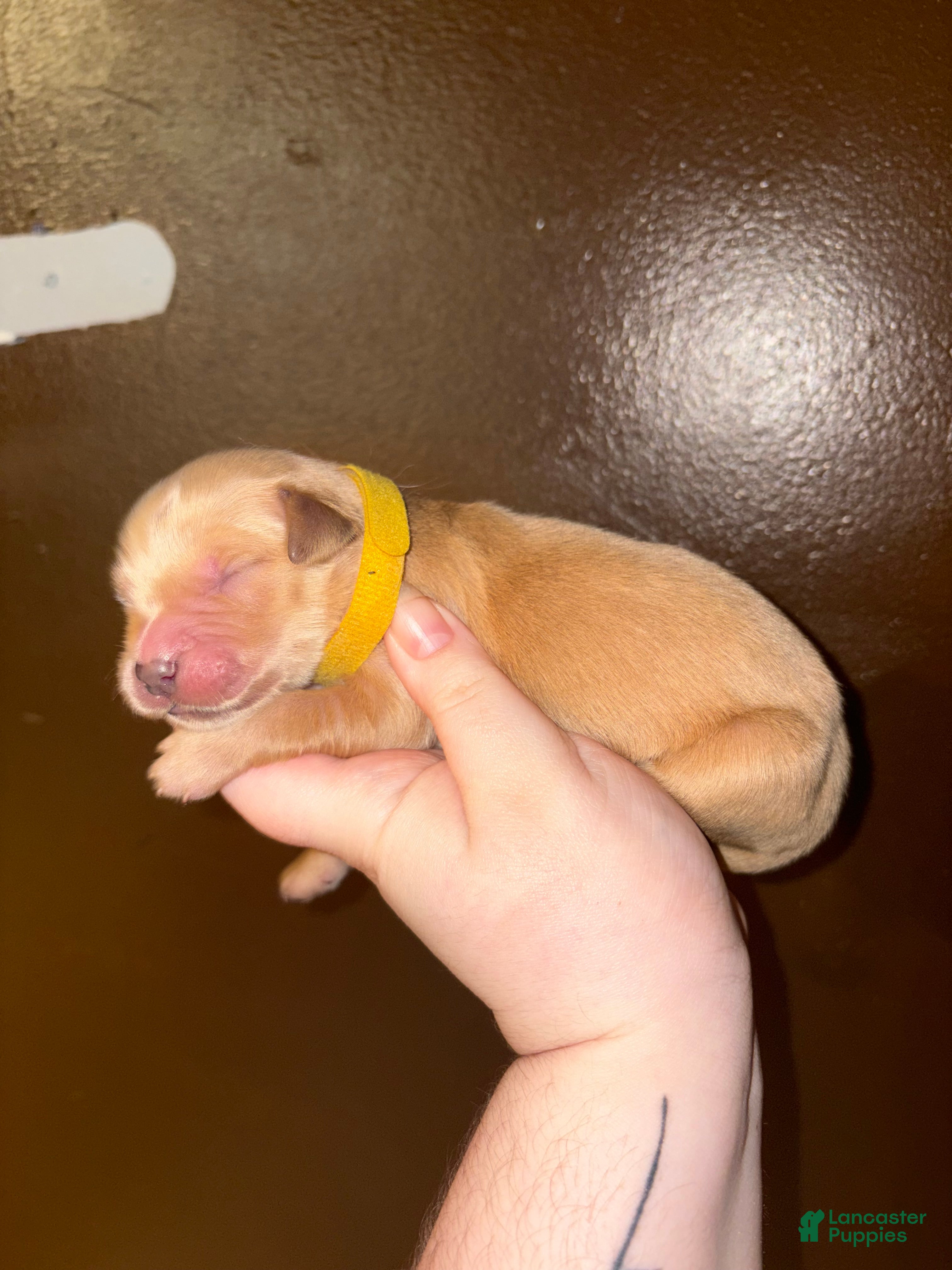 Golden Retriever dogs Cannoli - Ad 13