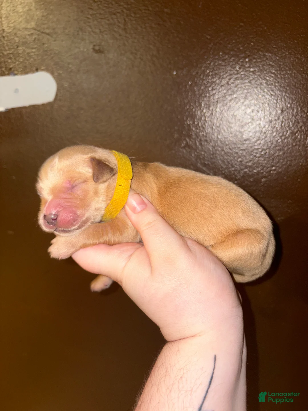 Golden Retriever dogs for sale: Cannoli - Ad 1
