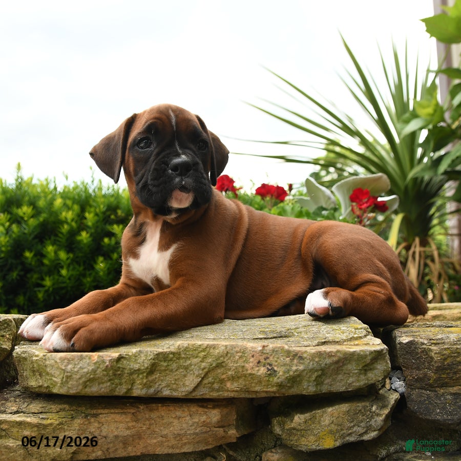 Boxer dogs Tiara - Ad 2