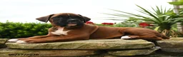Boxer dogs for sale: Tiara - Ad 2