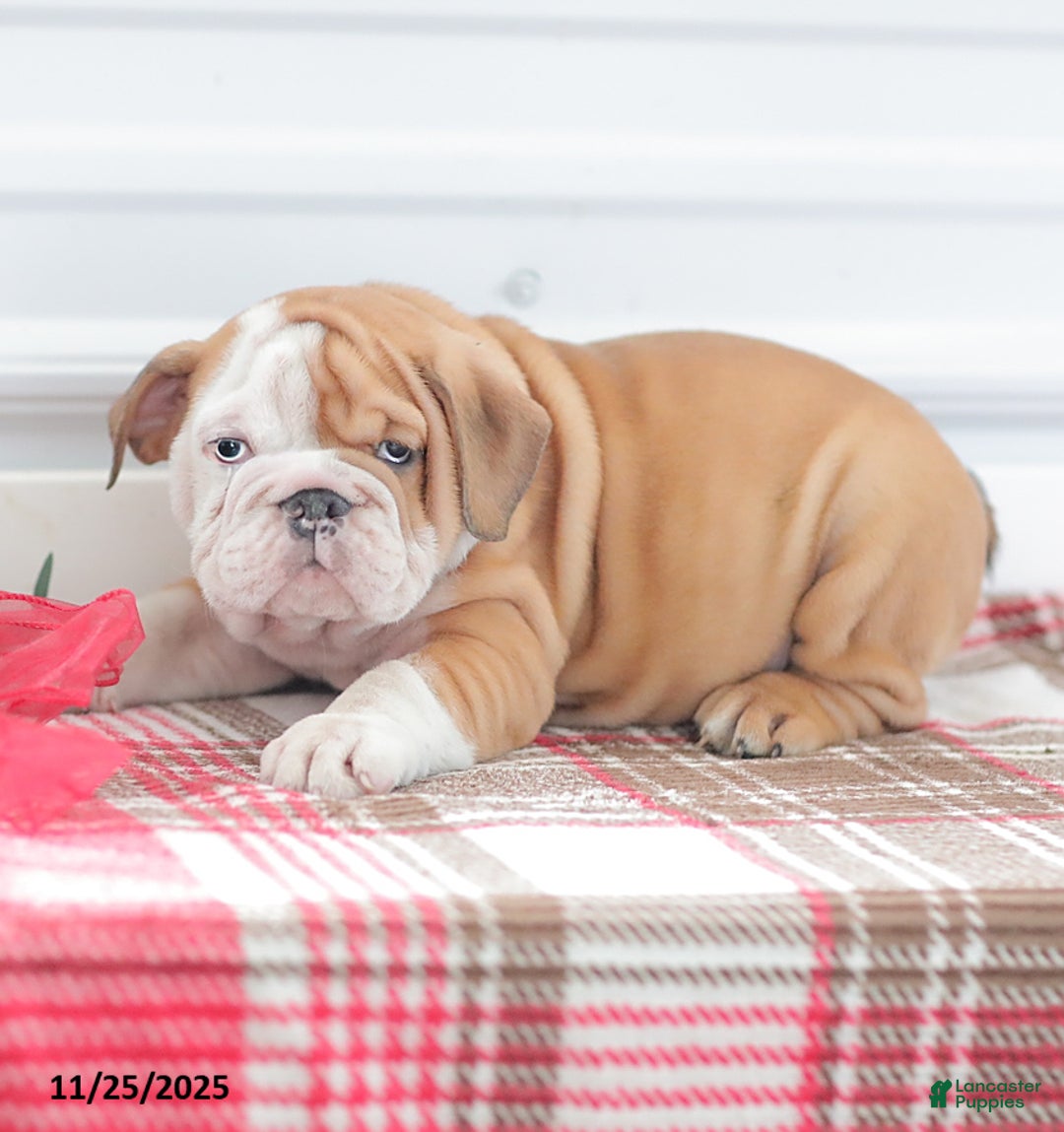 English Bulldog dogs for sale: Richard - Ad 8