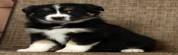 Miniature Australian Shepherd dogs for sale: Rose - Ad 2
