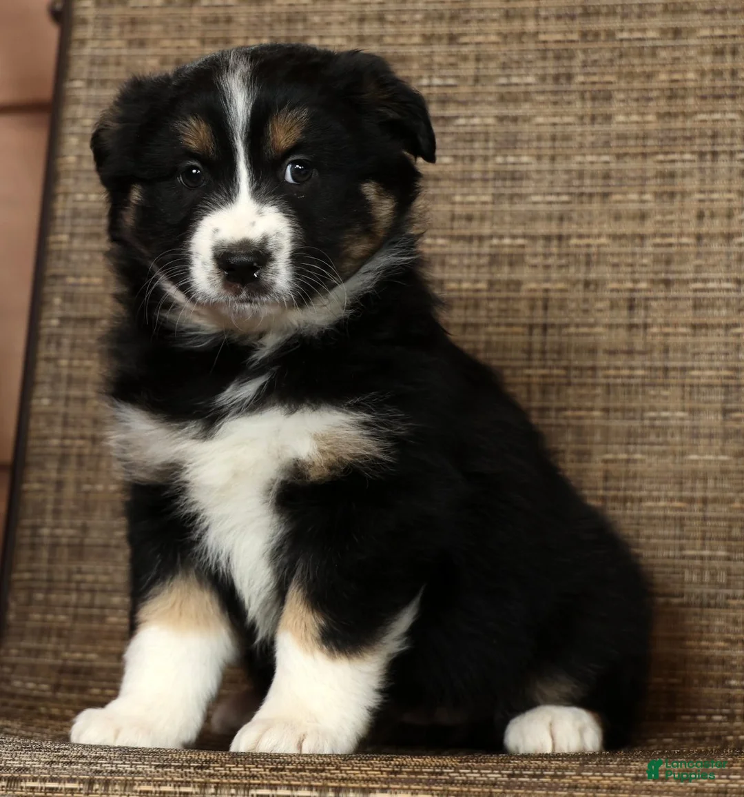 Miniature Australian Shepherd dogs for sale: Rose - Ad 2
