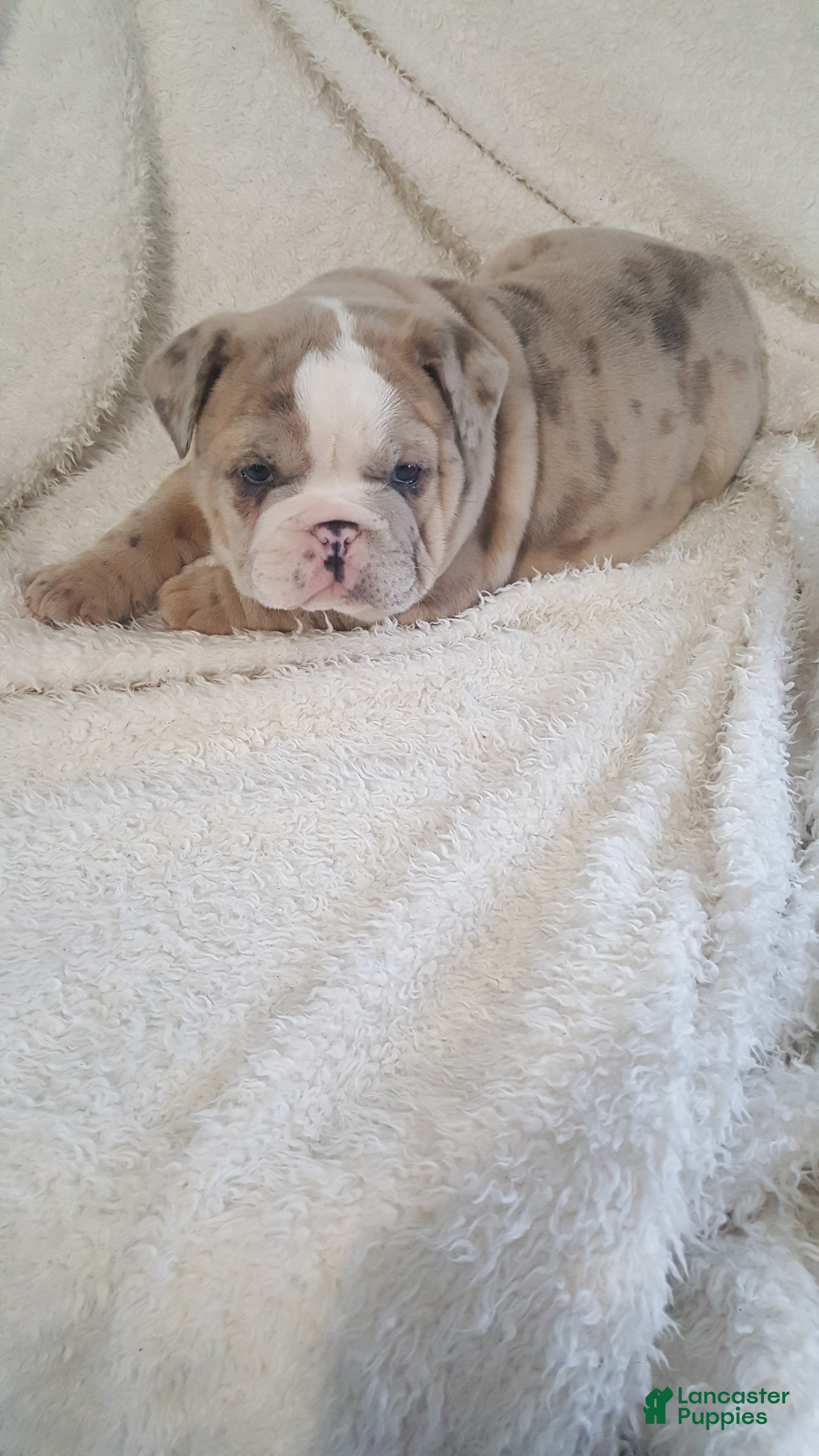 English Bulldog dogs Anja - Ad 24