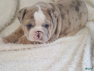 English Bulldog dogs Anja - Ad 14
