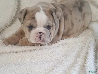 English Bulldog dogs Anja - Ad 42