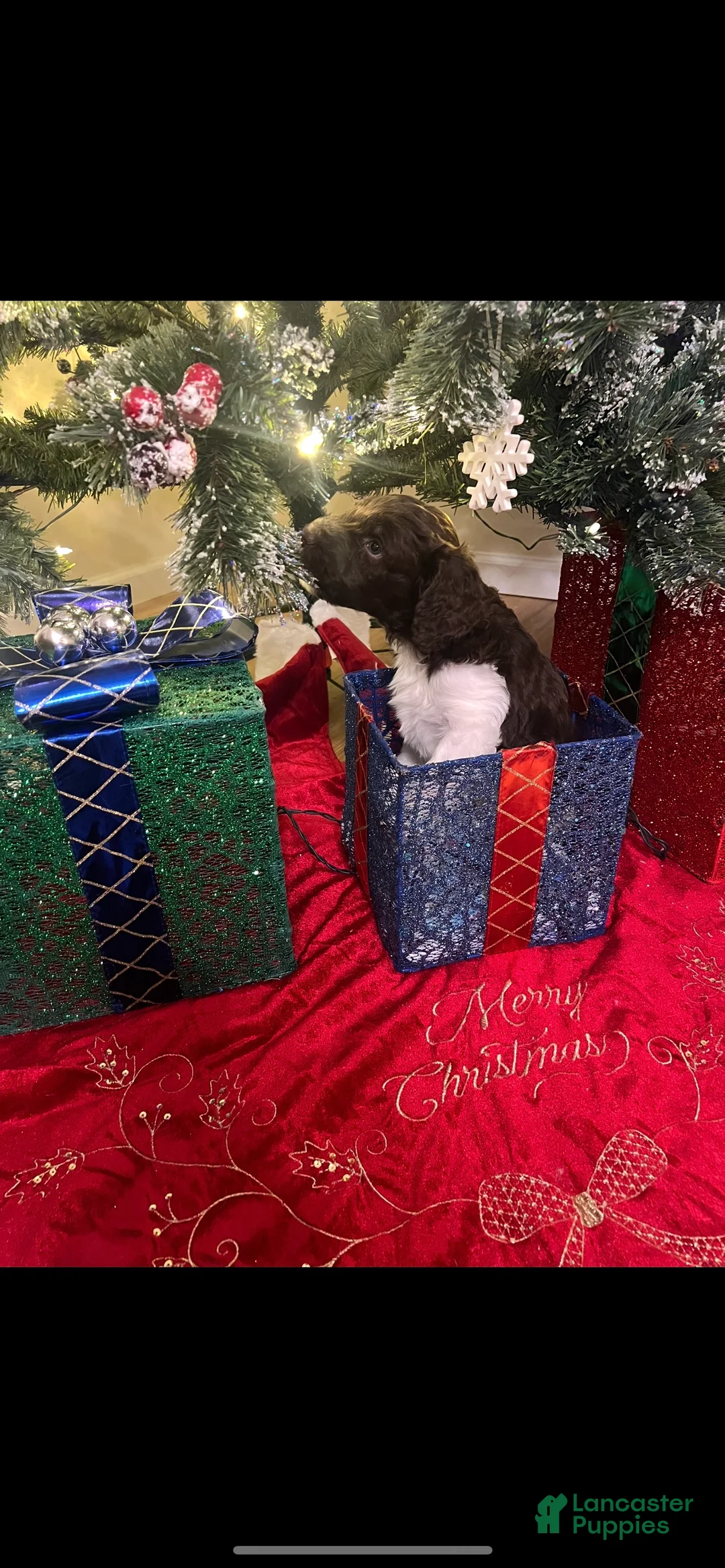 Double Doodle dogs for sale: Comet - Ad 3