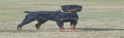 Rottweiler dogs for sale: 4th Pick Female - Ad 11