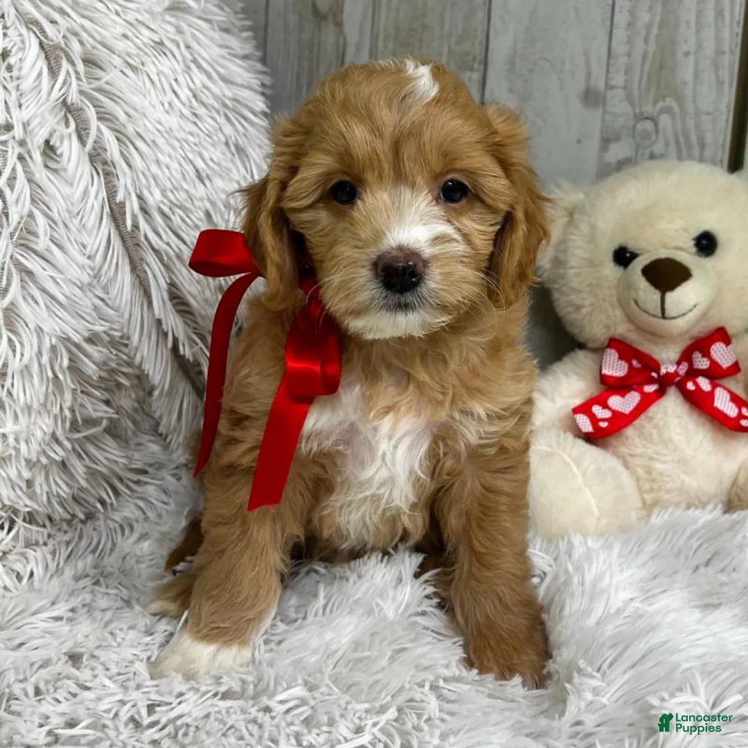 Mini Goldendoodle dogs for sale: Juliett (Miniature Girl) - Ad 4