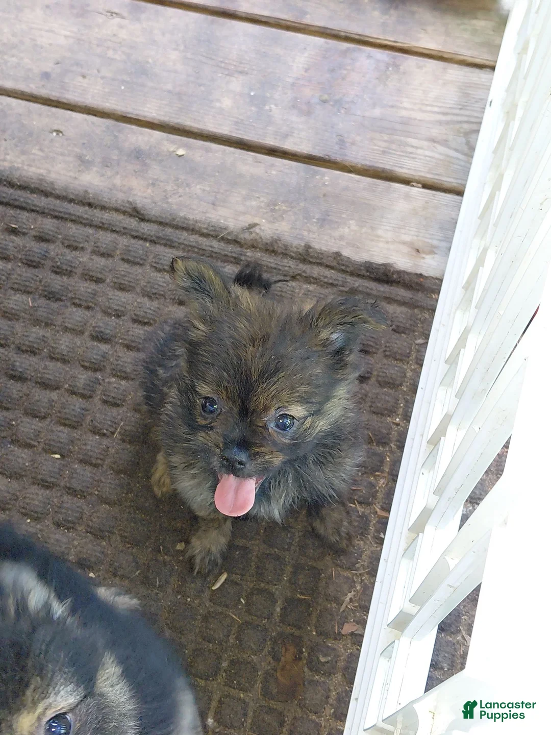 Mixed Breed dogs for sale: Betsy Ross - Ad 7