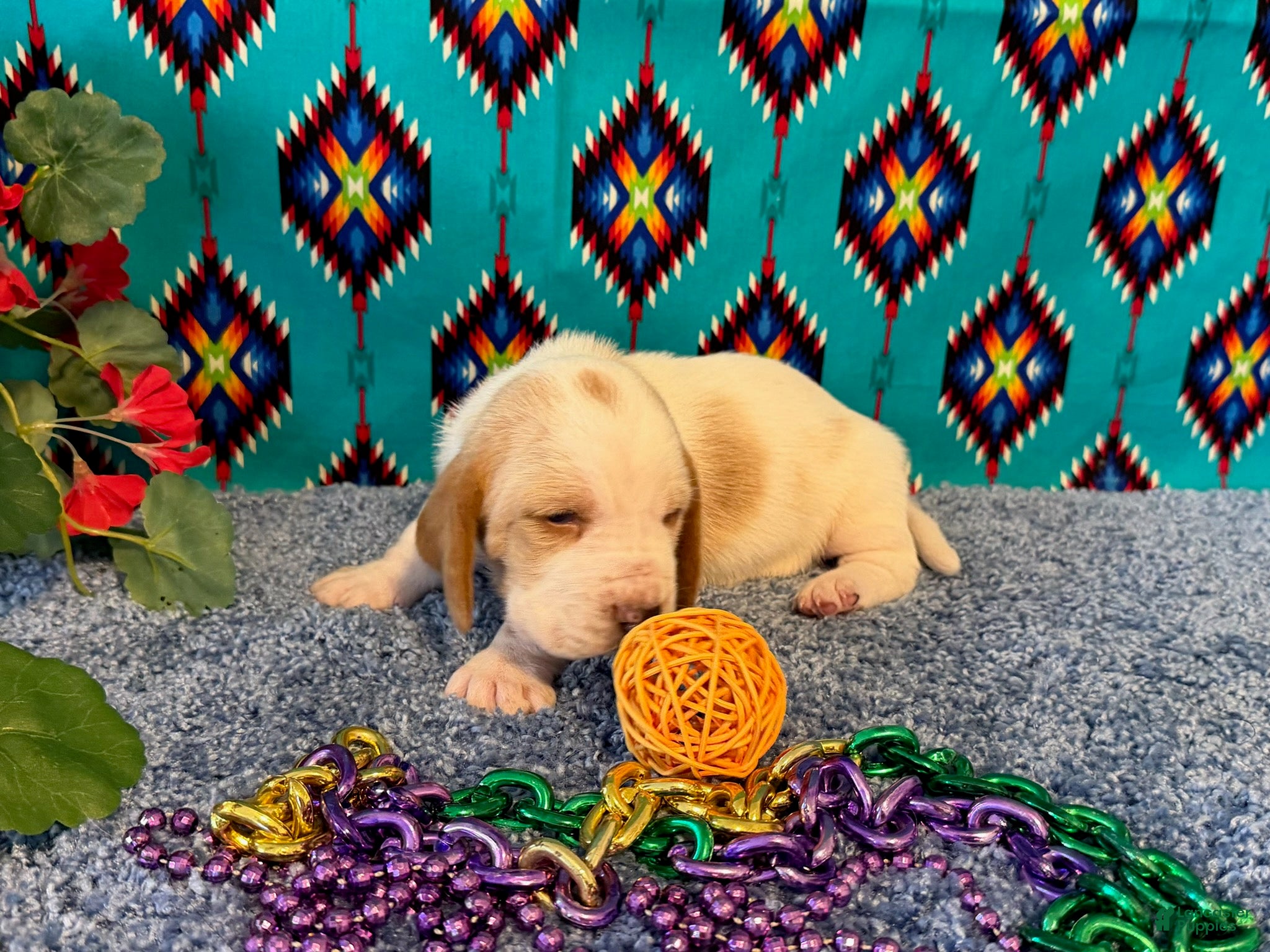 Basset Hound dogs for sale: Maurice - Ad 1
