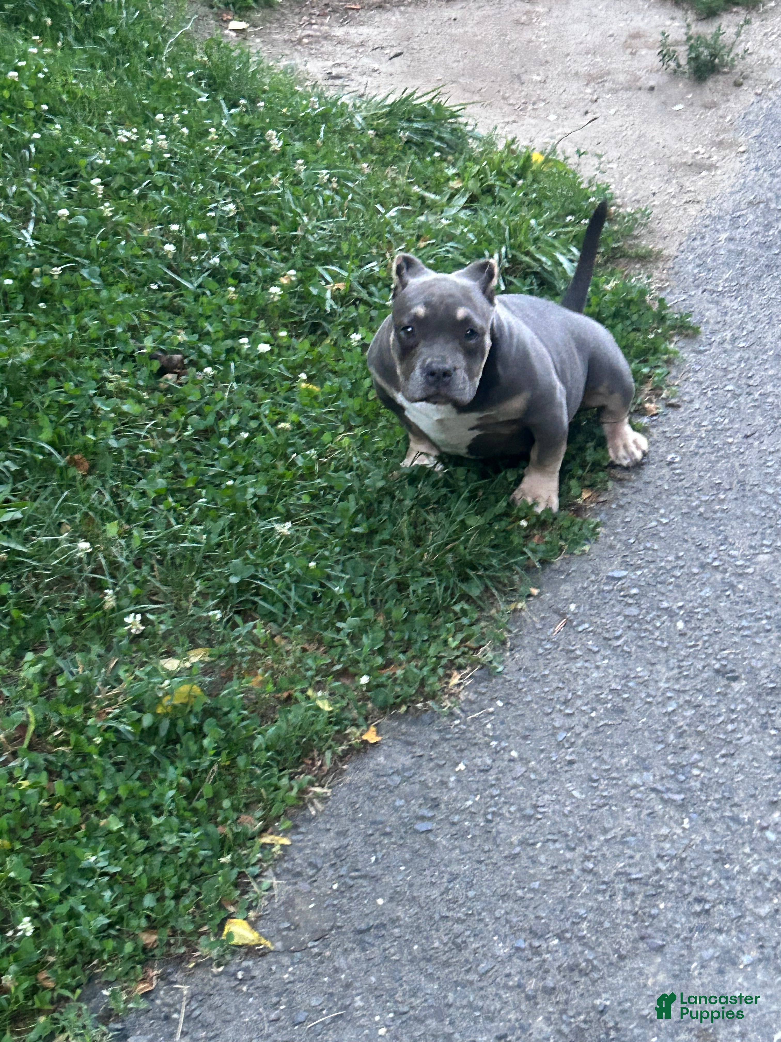 American Bully dogs Diva - Ad 1