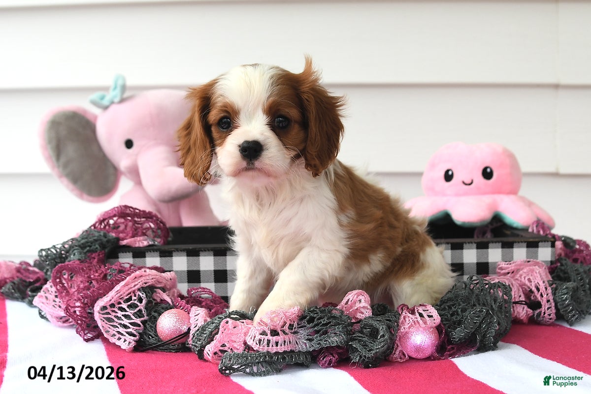 Cavalier King Charles Spaniel dogs Oakley - Ad 2