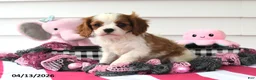 Cavalier King Charles Spaniel dogs for sale: Oakley - Ad 2