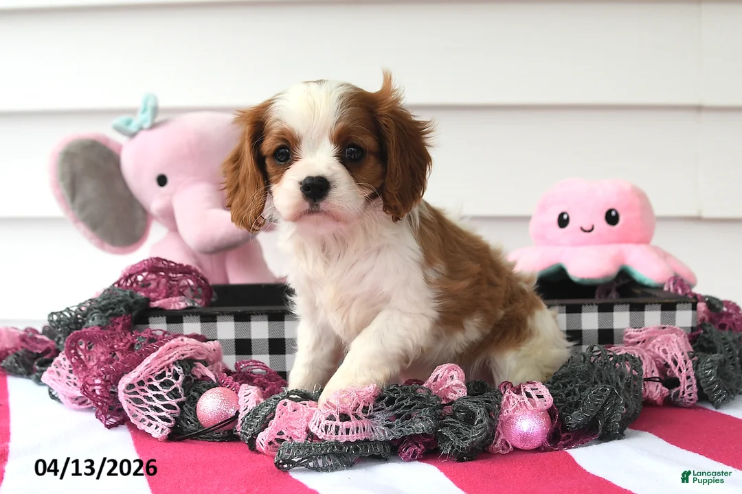 Cavalier King Charles Spaniel dogs for sale: Oakley - Ad 2