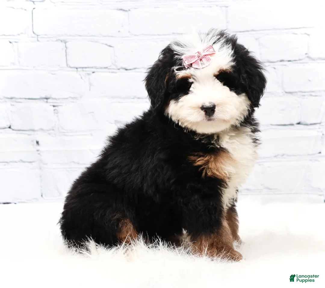 Mini Bernedoodle dogs for sale: Dawson - Ad 3