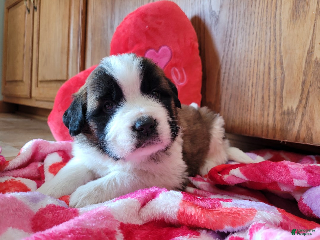 Saint Bernard dogs for sale: Beethoven - Ad 4