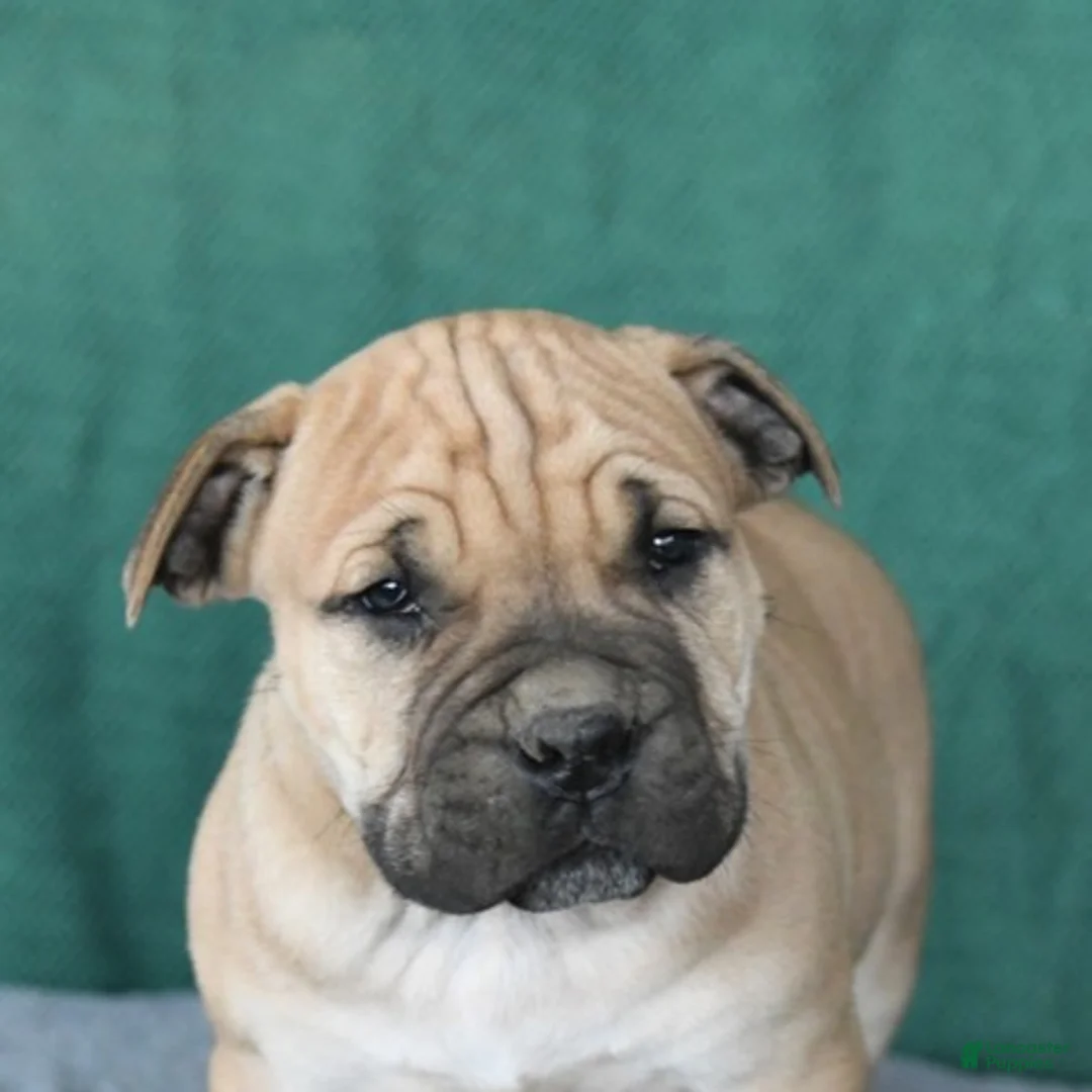 South African Boerboels dogs for sale: Alex - Ad 5