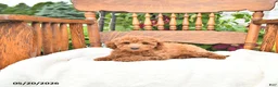 Mini Goldendoodle dogs for sale: Russel - Ad 3