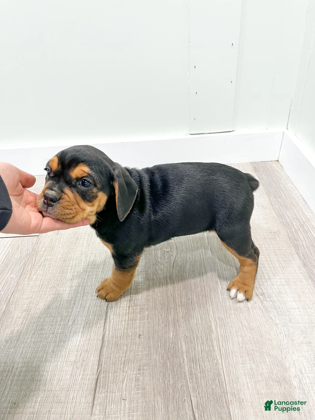 Mixed Breed dogs for sale: Ginger - Ad 6