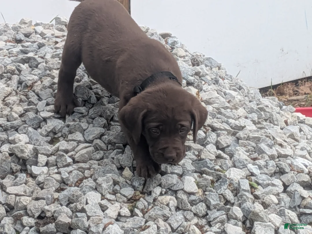 Labrador Retriever dogs for sale: Chocolate Male (Black) - Ad 2