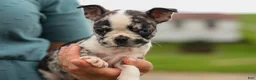Frenchton dogs for sale: BRANDY - Ad 1