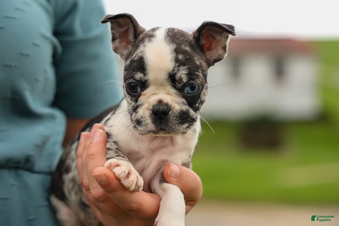 Frenchton dogs for sale: BRANDY - Ad 1
