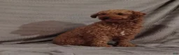 Miniature Poodle dogs for sale: Nic - Ad 12